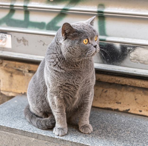 Gezicht van straatkat in Istanboel, Turkije