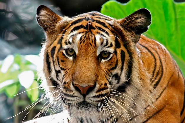 Gezicht van Tiger Panthera Tigris