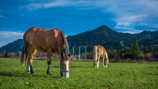 Gezond paard in een weilandportret