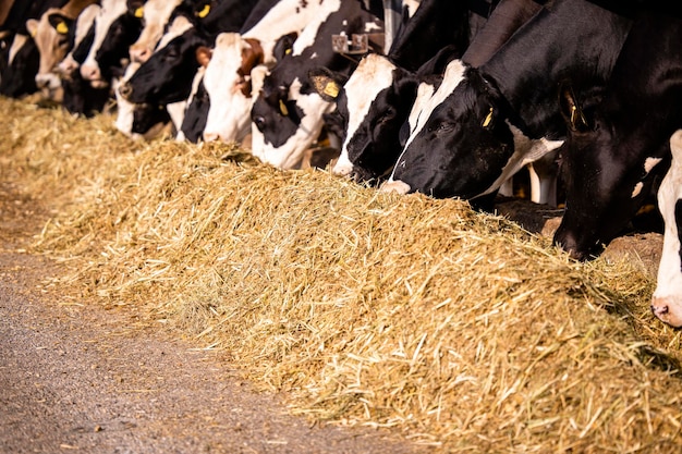 Gezonde koeien eten op de boerderij