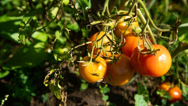 Gezonde natuurlijke tomaten in het veld