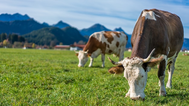 Gezonde veekoeien in Groen Grasweide met Mountain View-Achtergrond