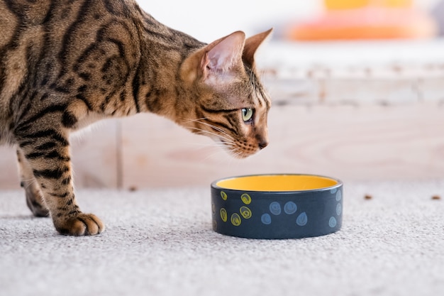 Gezonde voeding voor huisdieren. kwaliteit eten en kommen. etenstijd voor katten. mooie bengaalse kat.