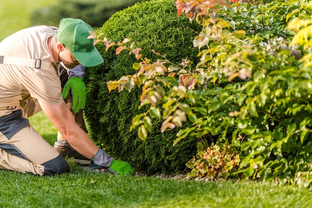 Gezondheidscontrole van de tuin