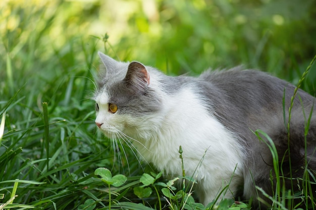 Gezondheidsvoordelen van wandelen met nieuwsgierige huisdieren Kat wil graag de tuin in