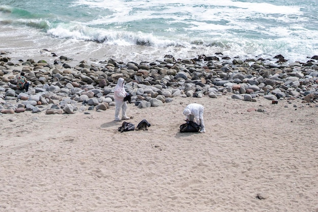 gezondheidswerkers op de stranden van Lima, vogelgriep in Peru. Zieke pelikanen op het strand van Punta Hermos