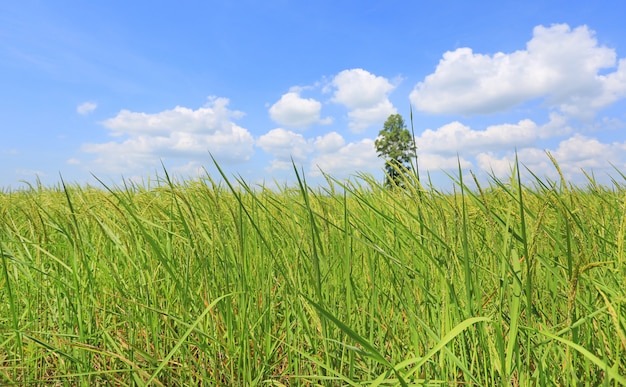 gezwollen wolk op blauwe hemel in jonge groene padie rijst veld en boom. Landschap zomer scène achtergrond