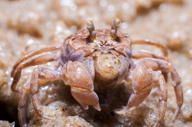 Ghost crabs (Ocypode quadrata)