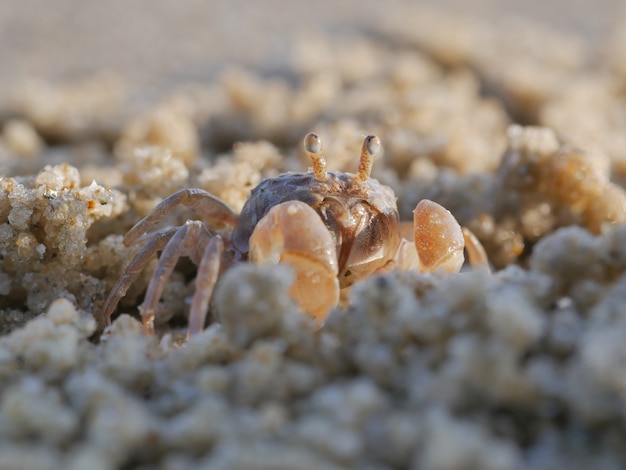 Ghost crap on the beach