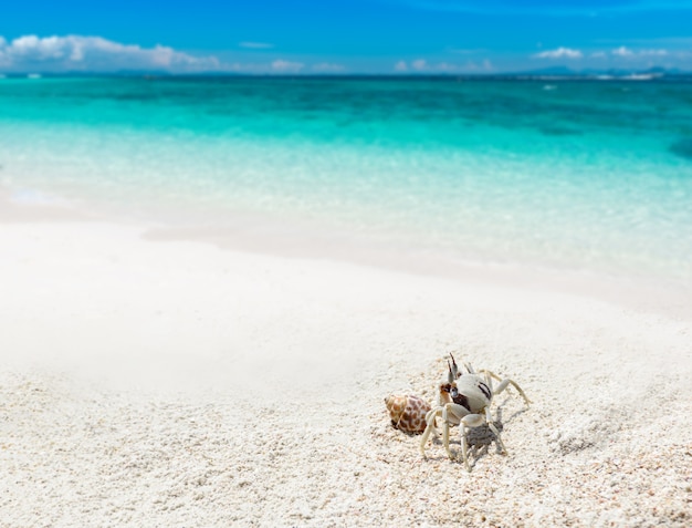 Ghost krab op het strandzand