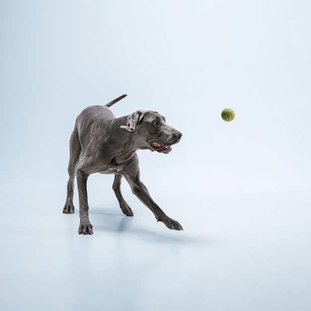 고스트 러너. Weimaraner 개는 공을 가지고 놀고 점프합니다. 파란색 배경에 격리된 귀여운 장난스러운 회색 강아지나 애완용 장난기 가득한 잡기 장난감. 움직임, 행동, 움직임, 애완동물 사랑의 개념.