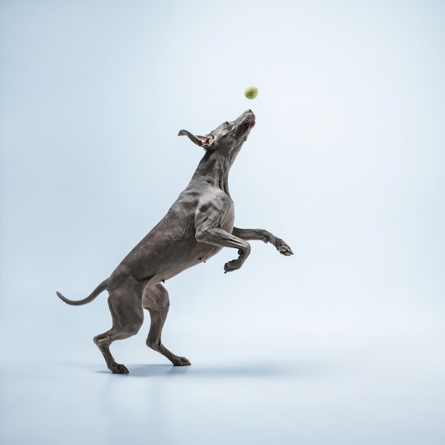 Corridore fantasma. il cane weimaraner sta giocando con la palla e sta saltando. simpatico cagnolino grigio giocoso o animale domestico giocoso giocattolo di cattura isolato su sfondo blu. concetto di movimento, azione, movimento, amore per gli animali domestici.