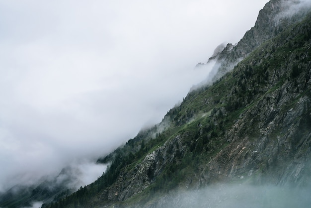 Ghostly foggy coniferous forest on rocky mountainside.\
atmospheric view to big crags in dense fog. low clouds among giant\
mountains with conifer trees. minimalist dramatic scenery at early\
morning.