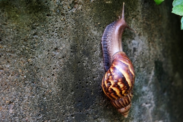 Giant African Land Snail are slowly climbing on the concrete wall