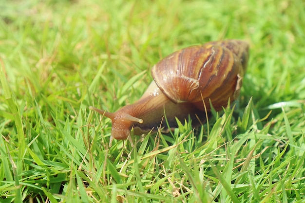 Giant African Land snail crawling on the green grass in the summer morning. Animal and wildlife concept.