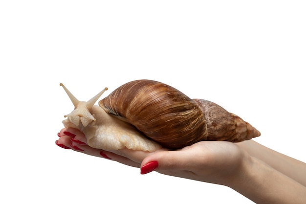 Photo giant african snail achatina in hand isolated on white background