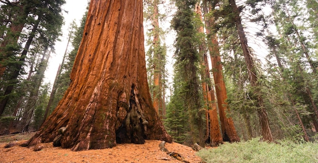 Giant Ancient Sequoia Tree Kings Canyon National Park