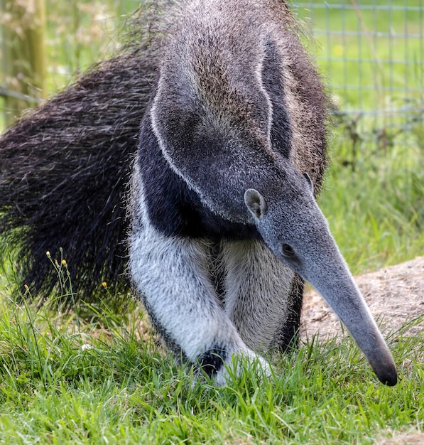 Giant Anteater (Myrmecophaga triductyla)