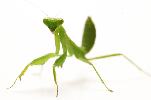 Giant Asian Green Praying Mantis isolated