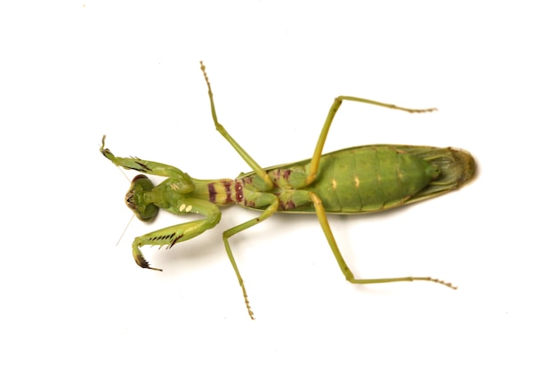 Mantide pregante verde asiatica gigante isolata