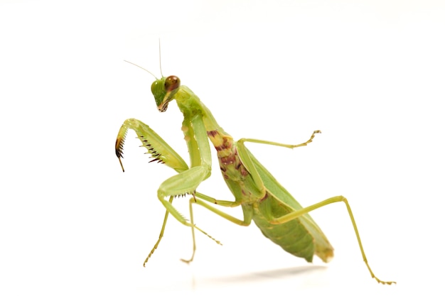 Giant Asian Green Praying Mantis isolated