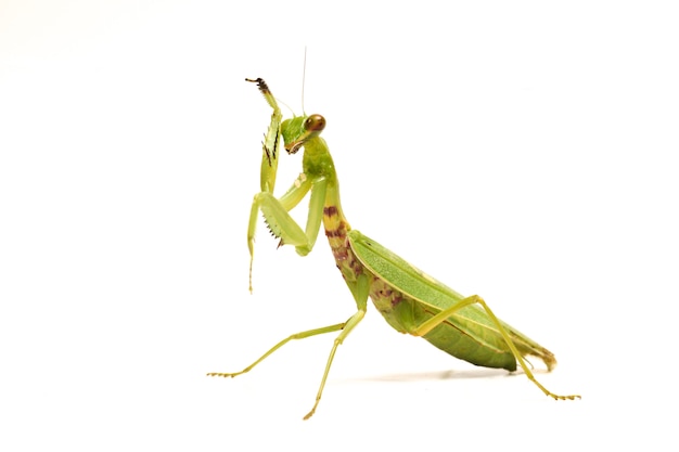 Mantide pregante verde asiatica gigante isolata