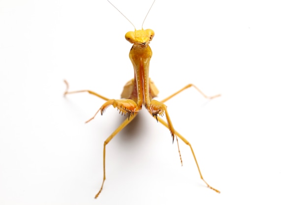 Giant Asian Yellow Praying Mantis isolated