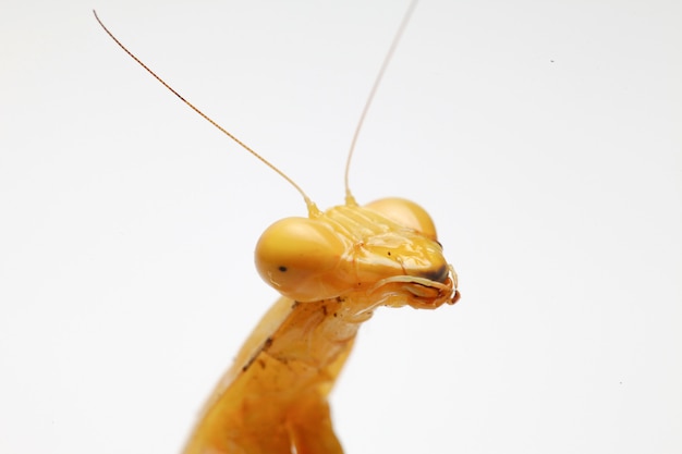 Giant Asian Yellow Praying Mantis isolated