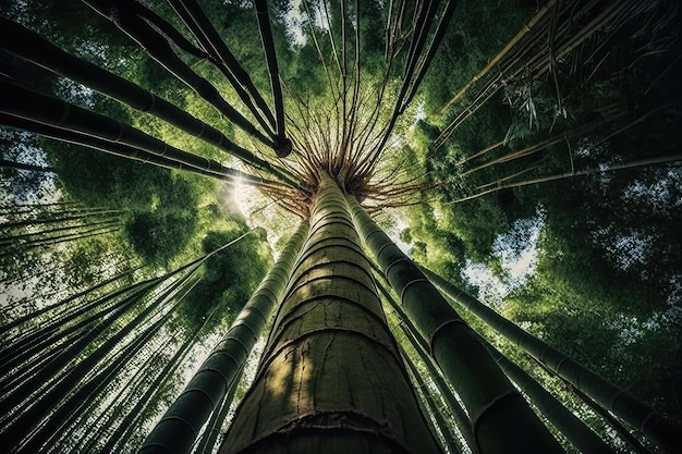 Giant bamboo tree towering over lesser trees and plants