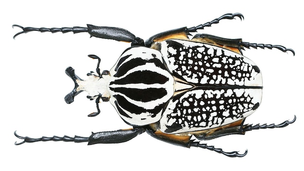 Giant and beautiful goliathus beetles