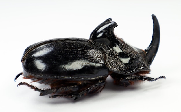 長角の巨大な黒犀の甲虫 トリコゴムフス・マルタバニ (Trichogomphus martabani) が白いクローズアップで隔離されています