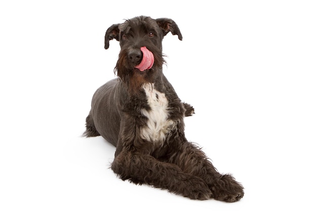 Giant Black Schnauzer Dog Licking Lips