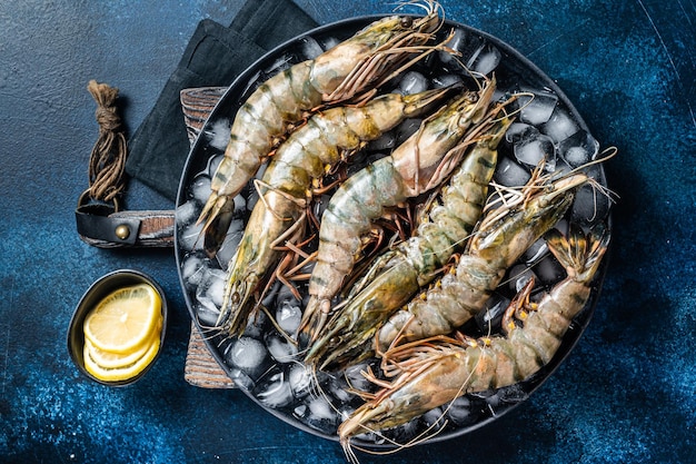Giant Black tiger prawns shrimps on a plate with ice Raw Seafood Blue background Top view