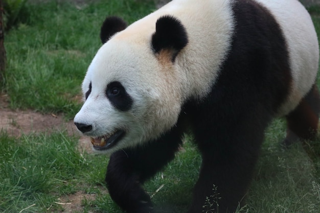 A giant black and white panda is walking on the green grass.