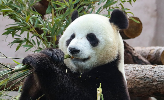 Giant black and white panda nibbles on bamboo.