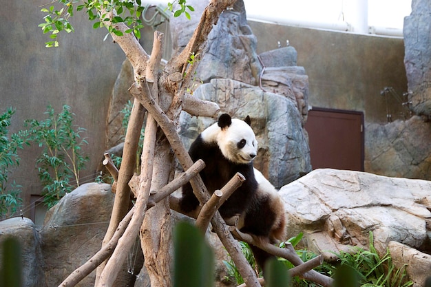 Giant black and white panda in the zoo of the Ocean Park in Hong Kong.