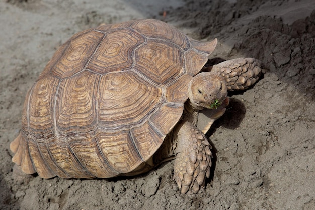 Giant brown turtle on the sand