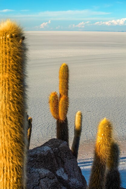 Uyuni Salt Flats 볼리비아의 Incauasi 섬에 거대한 선인장