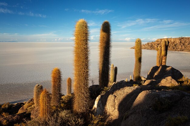 Giant cactus on Incahuasi Island in the salt flat desert of Uyuni Bolivia