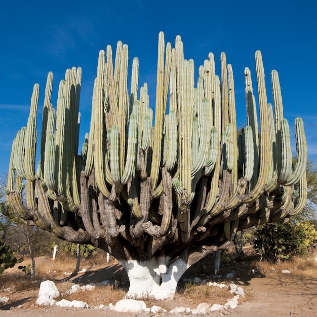 メキシコの巨大なサボテン