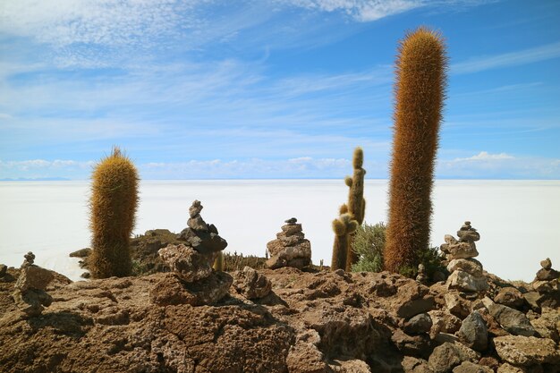 Photo giant cactus plants and cairn stones on isla incahuasi, uyuni salt flats, bolivia