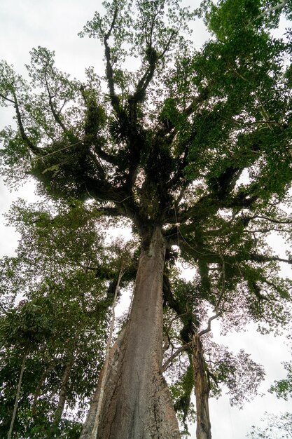 Photo giant ceiba tree