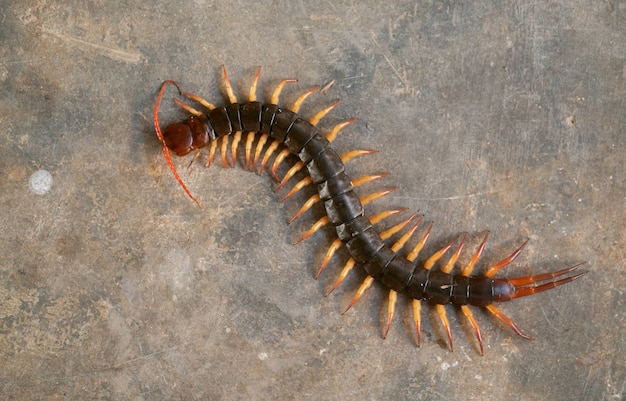 Millepiedi gigante sul pavimento di cemento