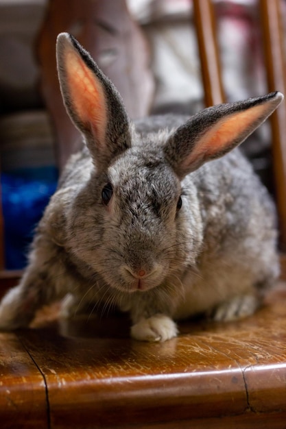 Photo the giant chinchilla rabbit posing from different angles