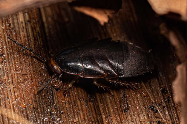 Giant Cockroach Nymph