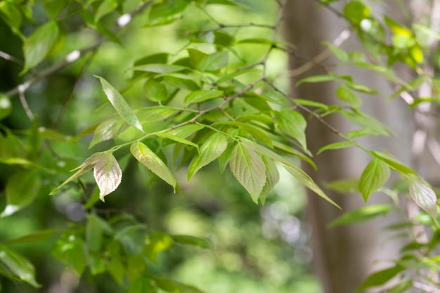 사진 거대한 dogwood 줄기와 녹색 잎 cornaceae 낙 높은 나무