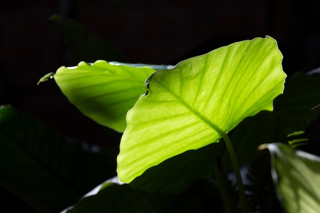 巨大な象の耳が日光に植物の光を放つ