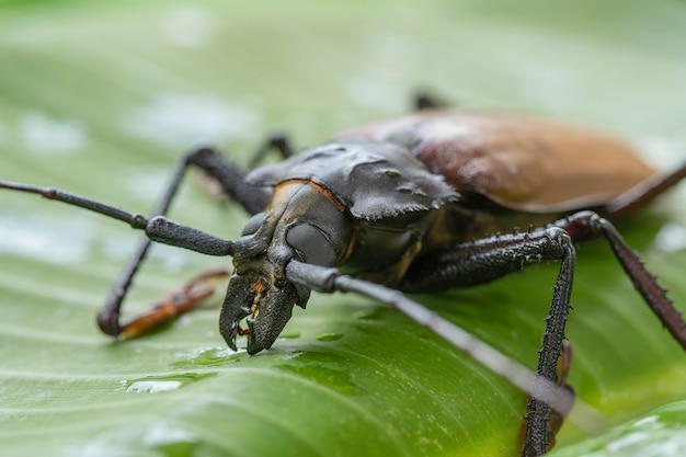 Giant Fijian longhorn beetle. Close up.