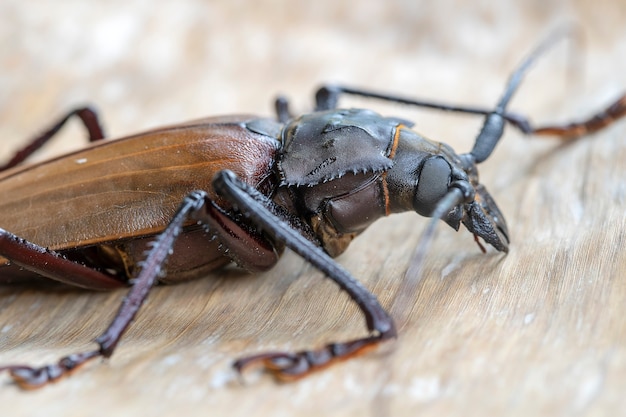 Giant Fijian longhorn beetle from island Koh Phangan, Thailand. Close up, macro. Giant Fijian long-horned beetle, Xixuthrus heros is one of largest living insect species.Large tropical beetle species