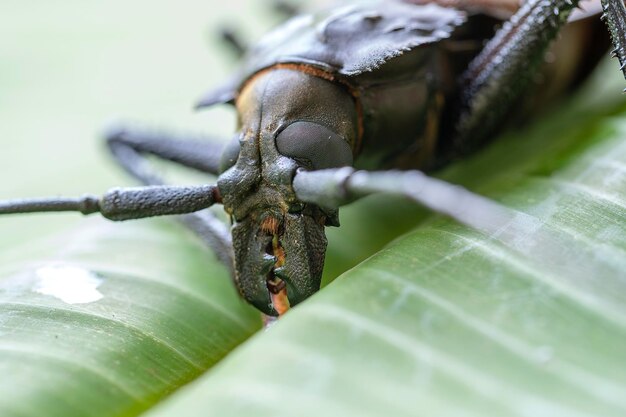 Giant fijian longhorn beetle from island koh phangan thailand
closeup macro giant fijian longhorned beetle xixuthrus heros is one
of largest living insect specieslarge tropical beetle species